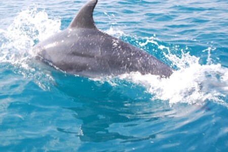 Puglia: delfini e balene Taranto in Salento